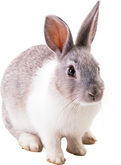 Pequeños mamíferos