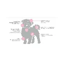ADULTO RM (2).webp