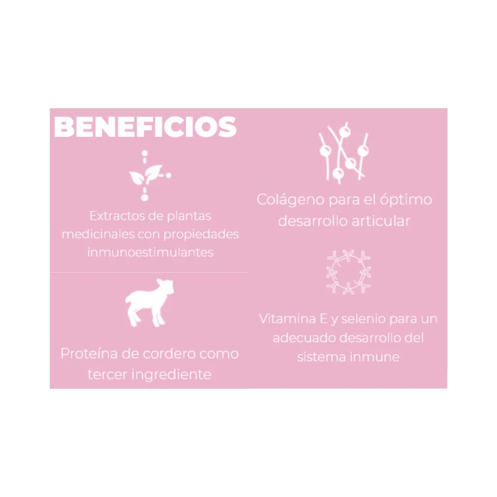 CACHORRO RM (7).webp