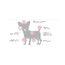 CACHORRO RM (2).webp