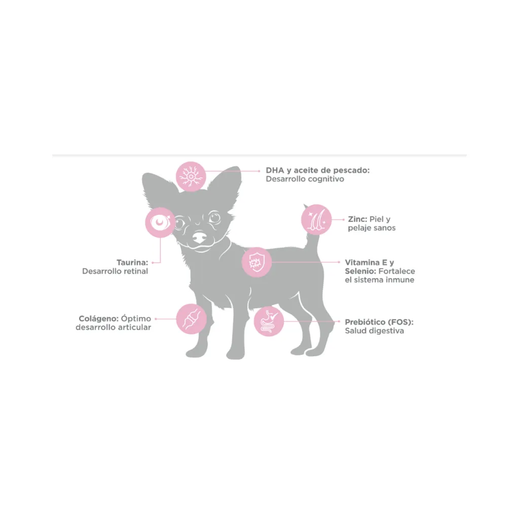 CACHORRO RM (2).webp