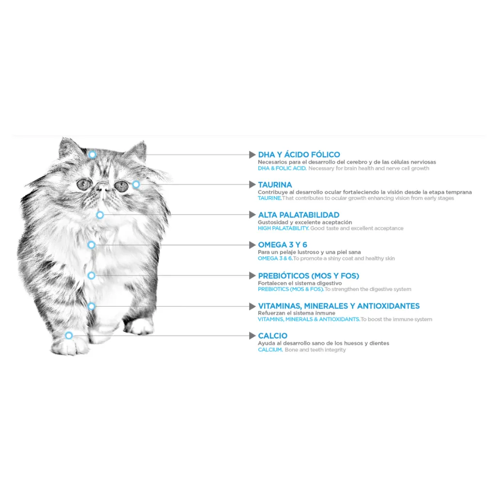 KITTEN (2).webp