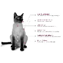 Felino Renal Care (5).webp