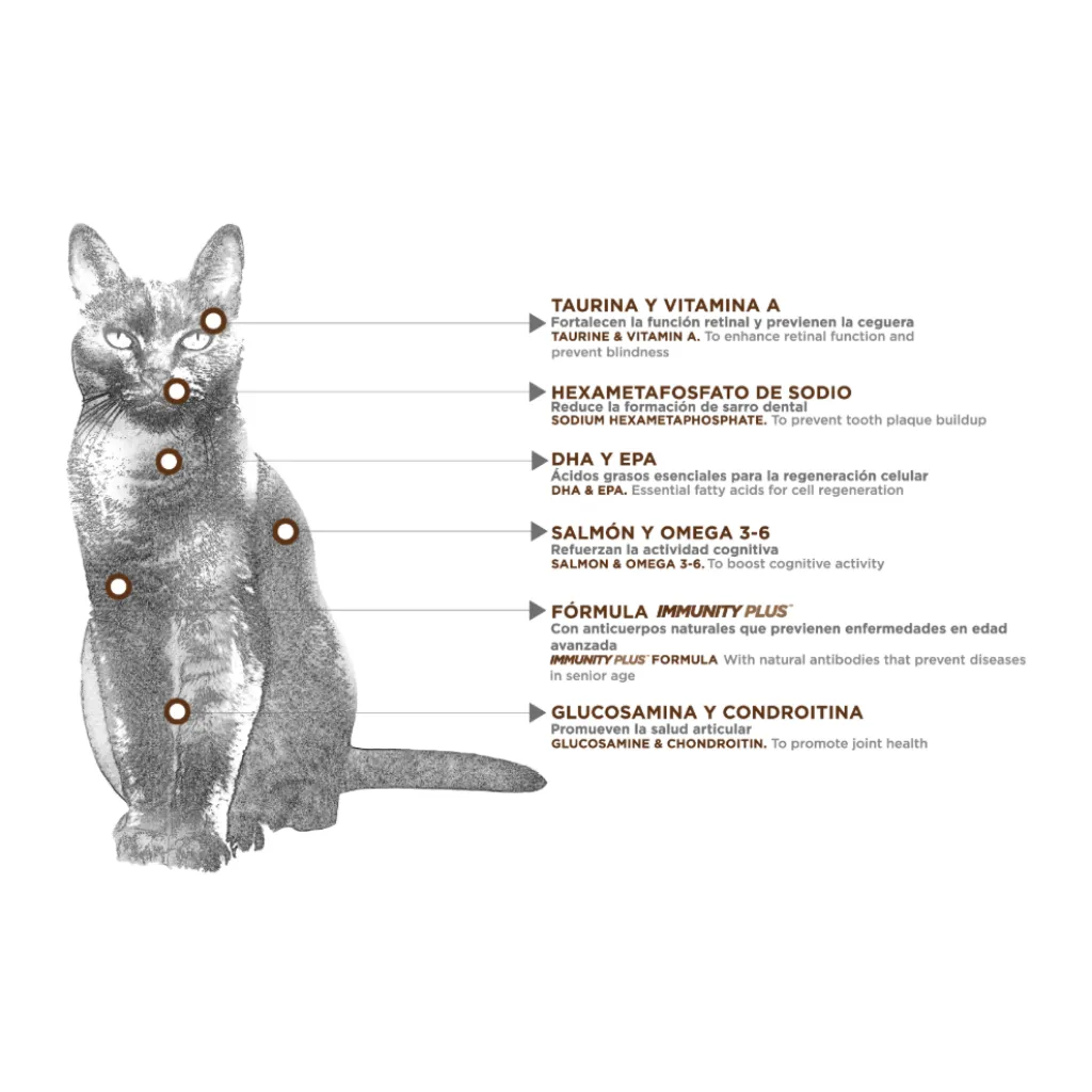 Felino Senior (5).webp