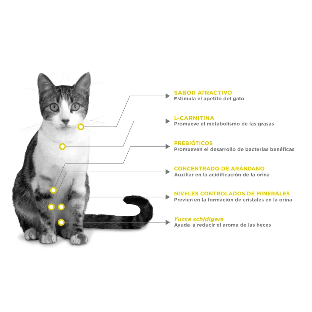 Urinary Management (5).webp
